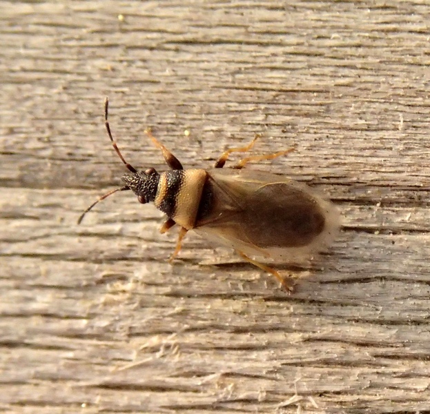 Lygaeidae: Oxycarenus pallens del veneto (TV)